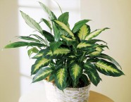 Indoor Plants Manufacturer Supplier Wholesale Exporter Importer Buyer Trader Retailer in Gurgaon Haryana India